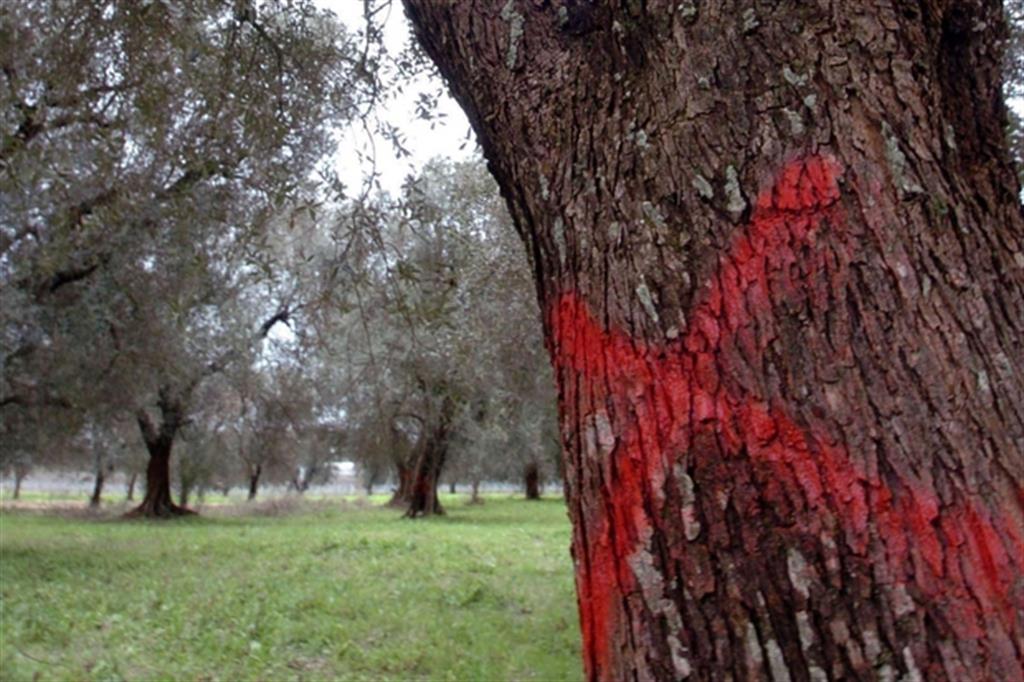 Intensificazione del monitoraggio della Xylella fastidiosa nel territorio della provincia di Taranto